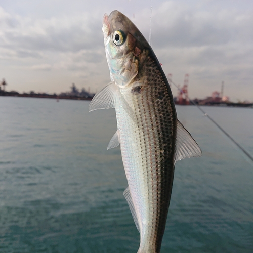 コノシロの釣果