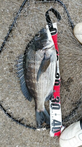 クロダイの釣果