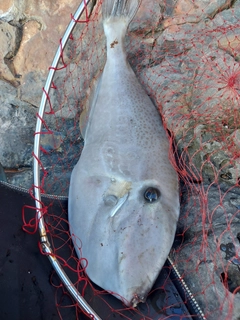 ウスバハギの釣果