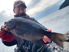 クチブトグレの釣果