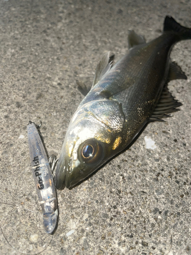 セイゴ（マルスズキ）の釣果