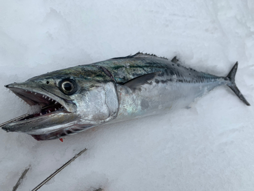 サゴシの釣果