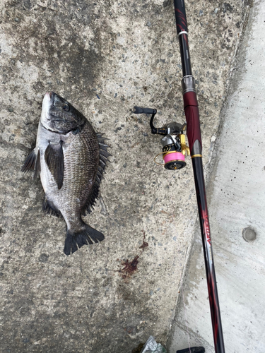 チヌの釣果