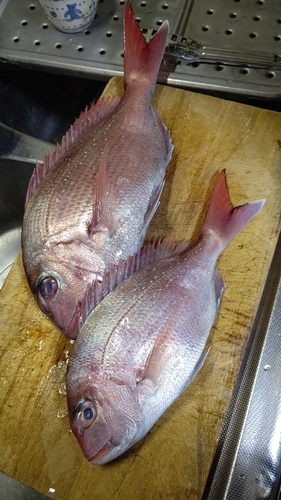 マダイの釣果