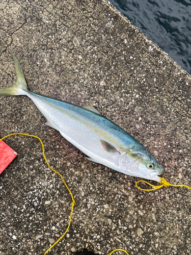 ヤズの釣果