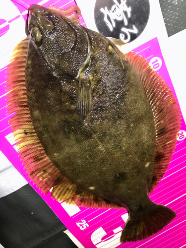 マコガレイの釣果