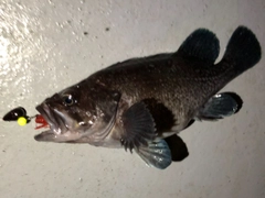 マゾイの釣果