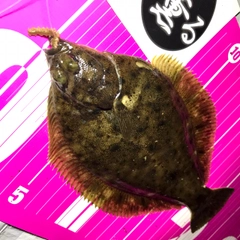 マコガレイの釣果