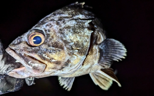 クロソイの釣果