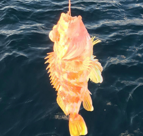 アラカブの釣果