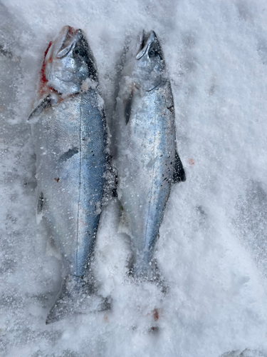 サクラマスの釣果