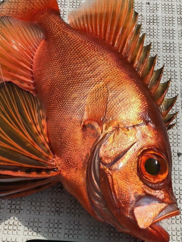 チカメキントキの釣果