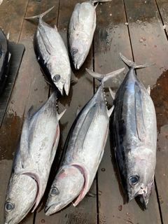 ビンチョウマグロの釣果