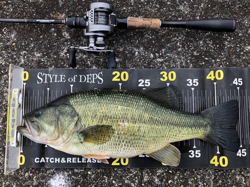 ブラックバスの釣果