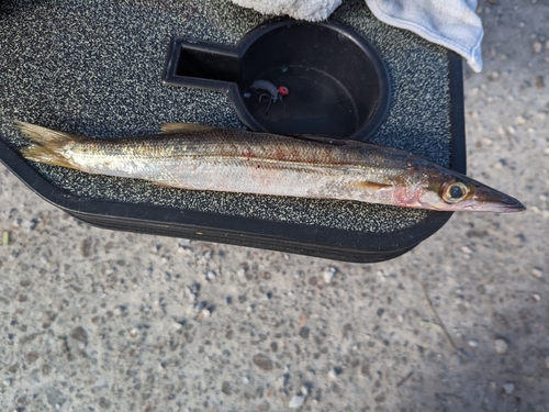 アカカマスの釣果