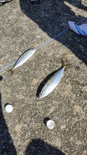 サバの釣果