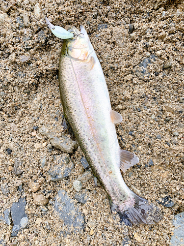 トラウトの釣果