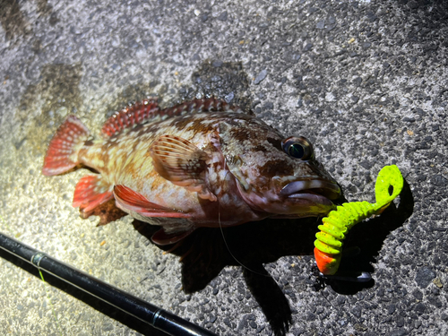 カサゴの釣果