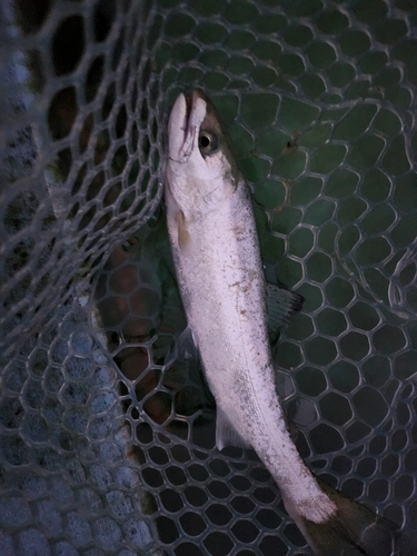 ニジマスの釣果