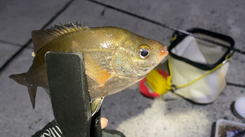 タナゴの釣果