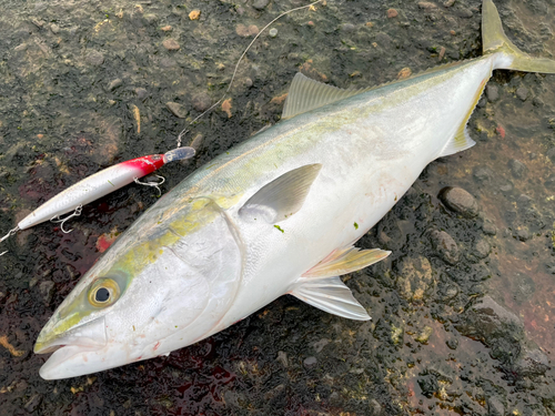 メジロの釣果