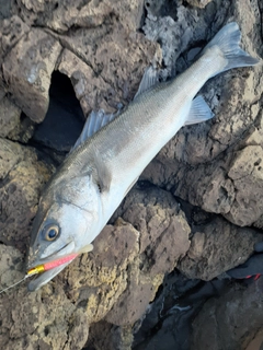 スズキの釣果