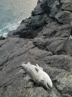 スズキの釣果