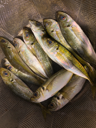 アジの釣果