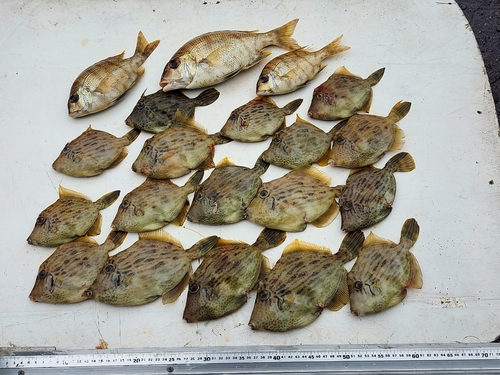 カワハギの釣果