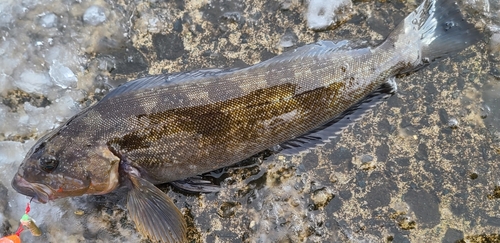 アイナメの釣果