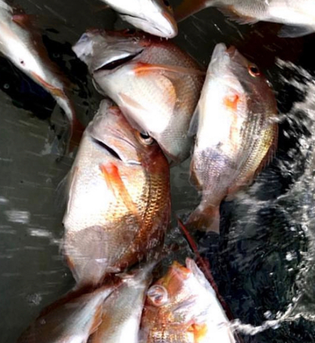 レンコダイの釣果