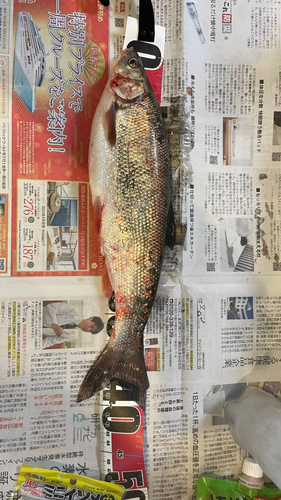 サクラマスの釣果