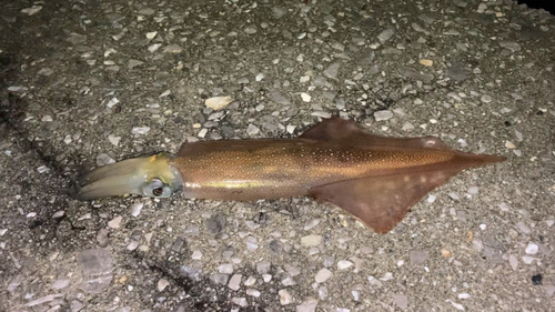 ヤリイカの釣果