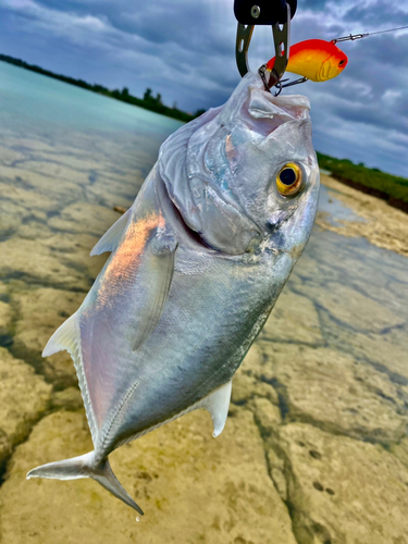 ロウニンアジの釣果