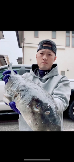 トラフグの釣果