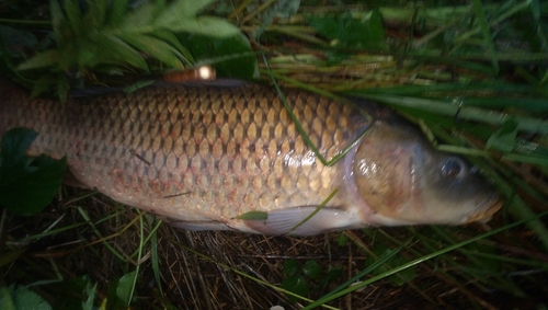 コイの釣果