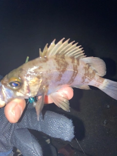 シロメバルの釣果