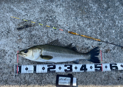 ハネ（マルスズキ）の釣果