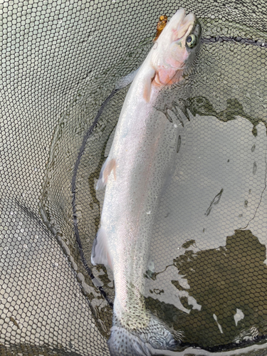 ニジマスの釣果