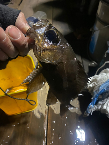 メバルの釣果