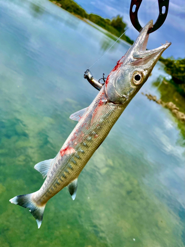 オニカマスの釣果