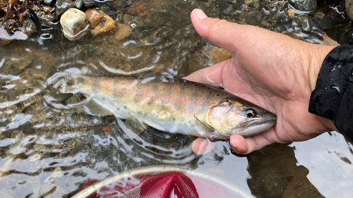 アマゴの釣果