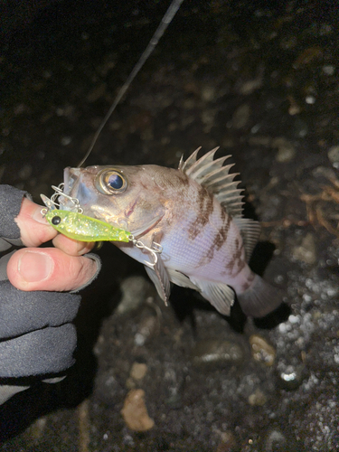 メバルの釣果