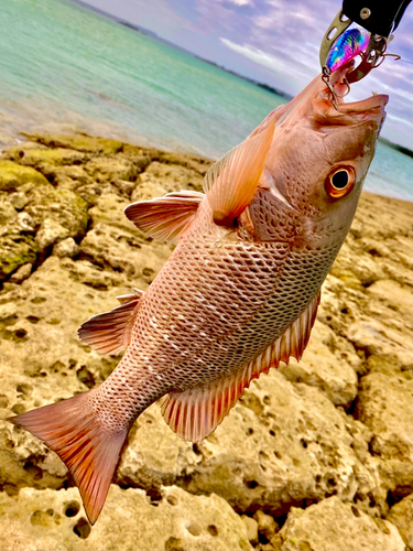 ゴマフエダイの釣果