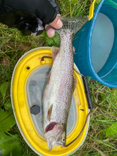 ニジマスの釣果