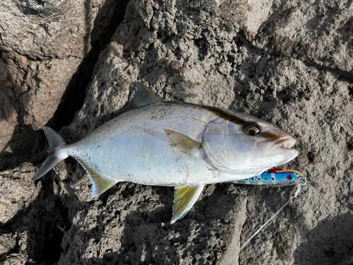 ネリゴの釣果