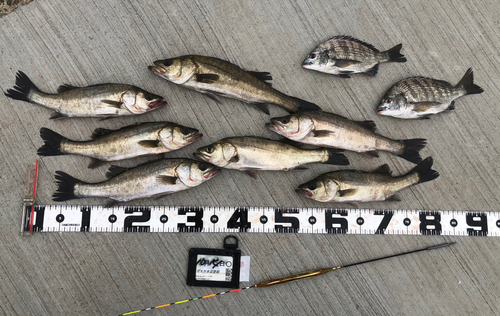 ハネ（マルスズキ）の釣果