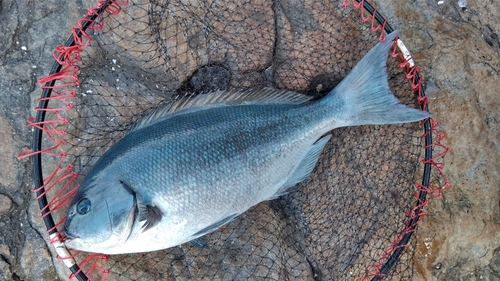 オナガグレの釣果