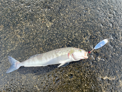 ホッケの釣果