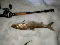 ニゴイの釣果